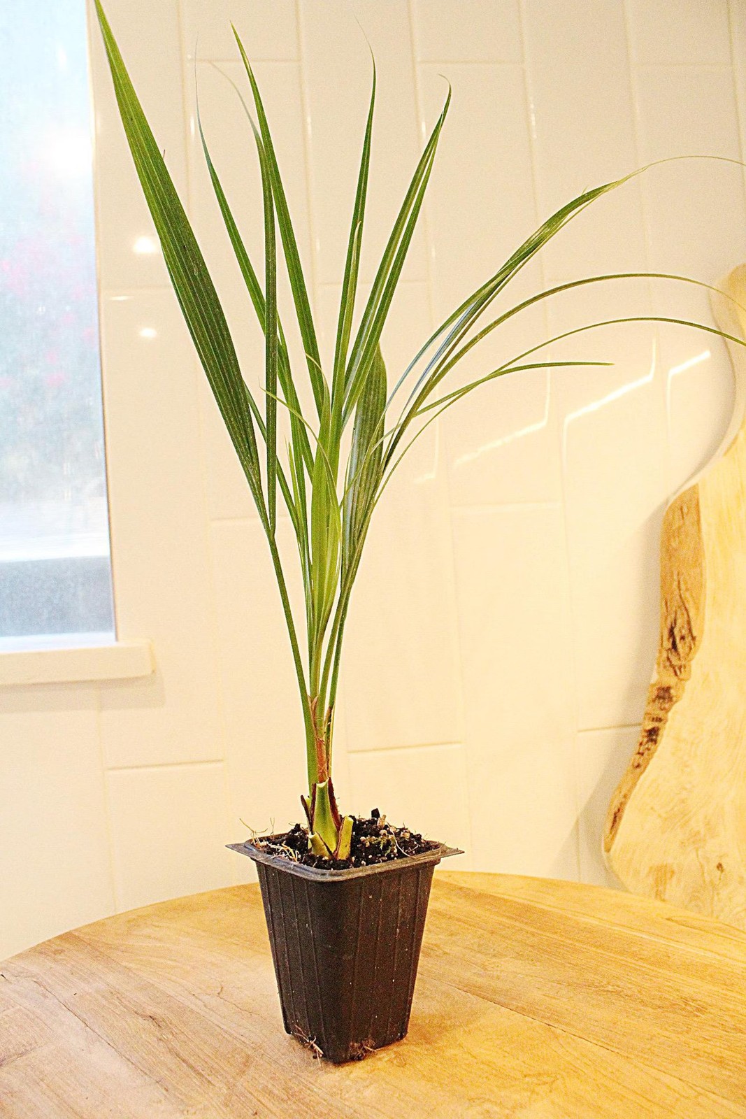 Pygmy Date Palm, 2.5 Inch Pot, Tropical Indoor Starter Plant