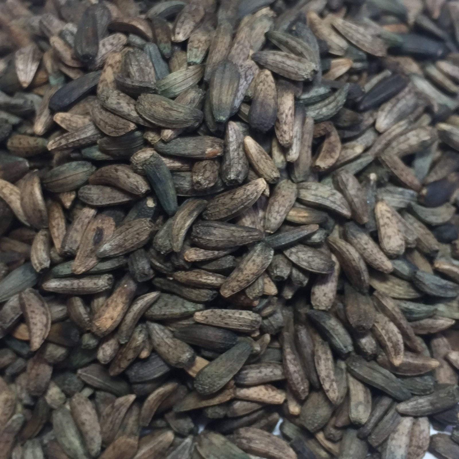 Gobo Burdock Seeds (Arctium lappa) ~Traditional Herb Perennial Pollinator Garden
