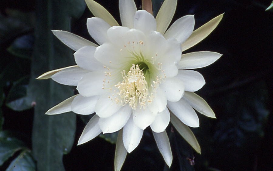 Epiphyllum, Orchid Cactus, DOLORES DEL RIO , Don’s Quart pots JULY/1
