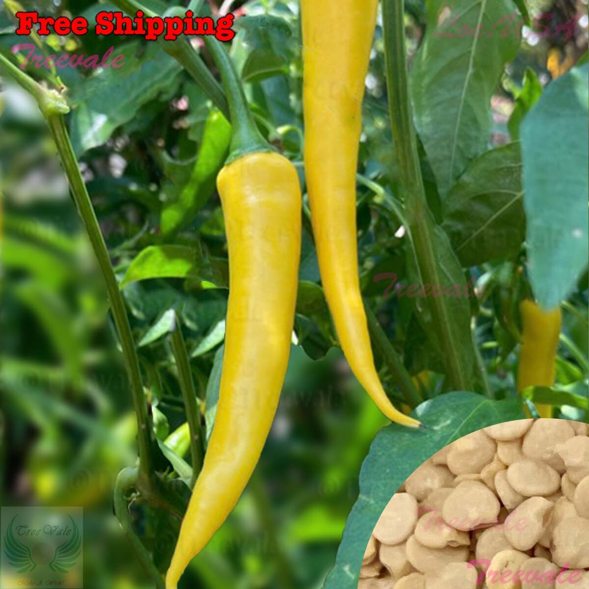 Golden Cayenne Hot Pepper, Gold Cayenne Chile Pepper Seeds | NON-GMO
