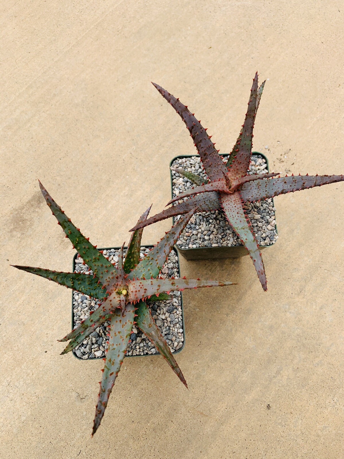 Aloe hybrid ‘Purple Wave’ (Aloe Castilloniae X ‘Purple Haze’) Rare Aloes, Plants