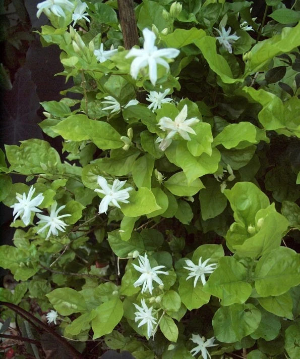 4″ Pot “BELLE OF INDIA JASMINE”~~Jasminum Sambac Double~Intensely Fragrant