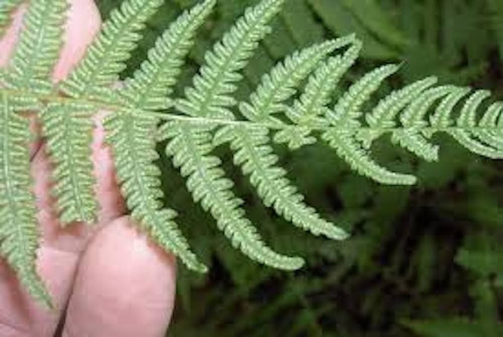 3 New York Fern Roots Thelypteris noveboracensis Bare Roots
