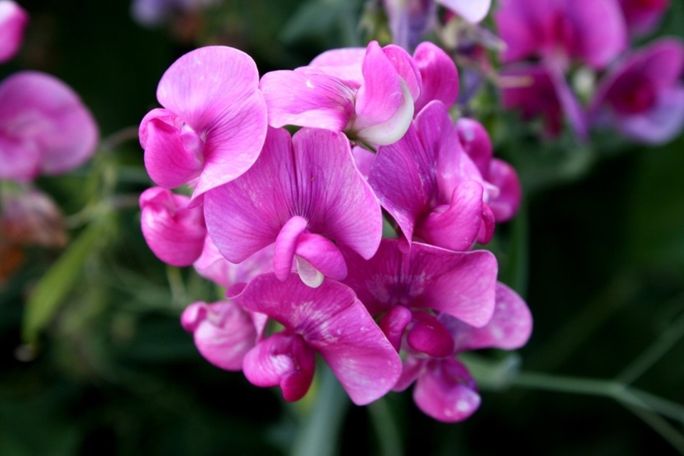 25+ Wild Pink Sweet Pea Seeds Non-GMO Organic Never Sprayed or Treated