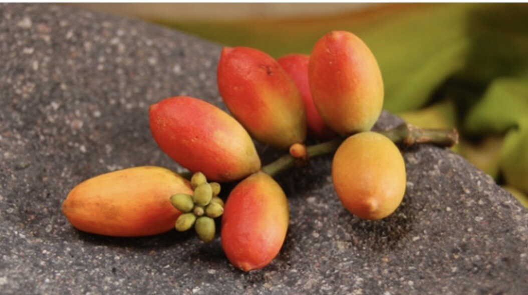 40 Seeds Belinjo Melinjo Gnetum Gnemon For Planting
