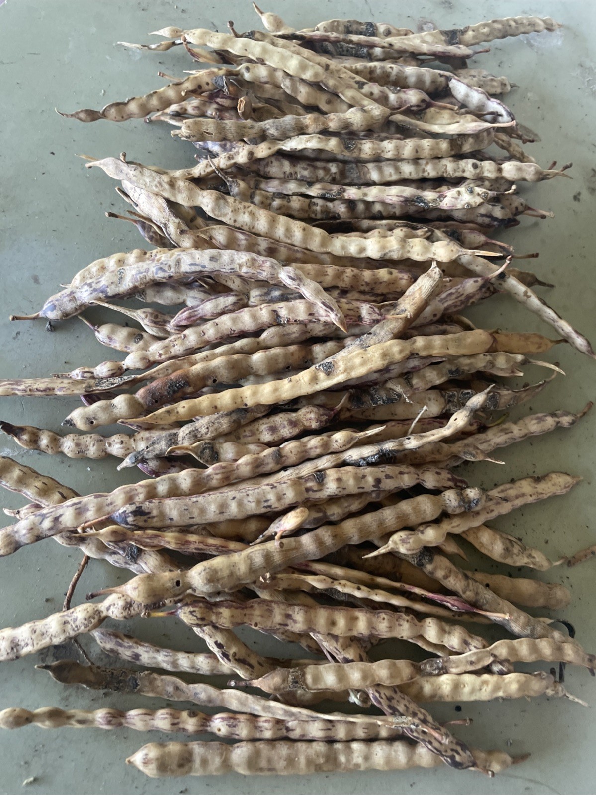 10 Honey Mesquite Seed Pods ( Prosopis glandulosa) Drought Tolerant Legume 2025
