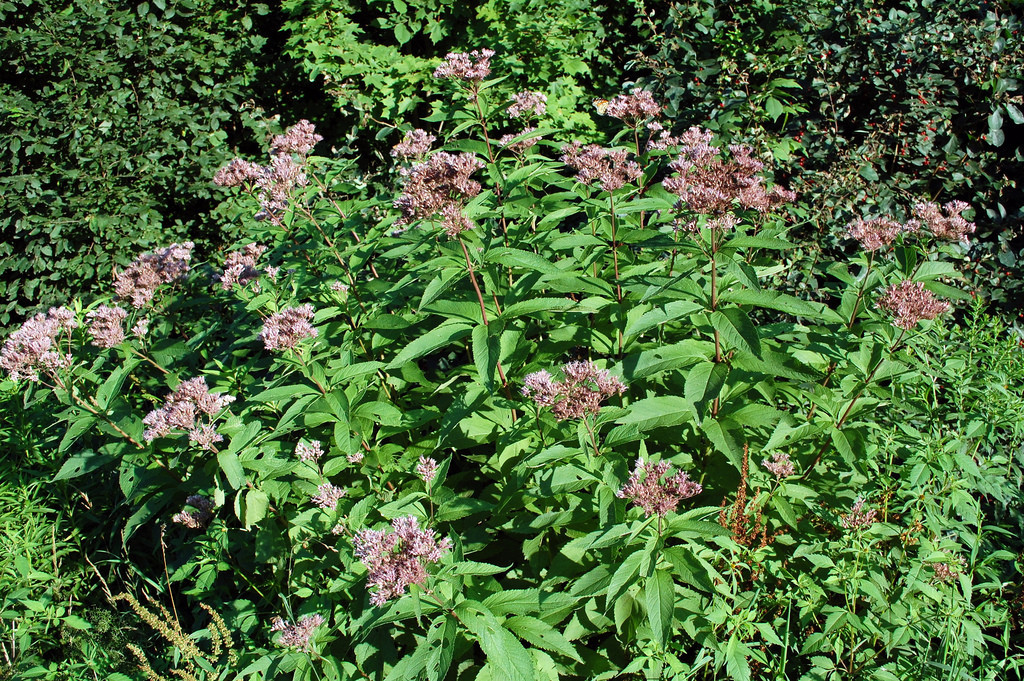 joe pye weed PINK perennial BUTTERFLIES 165 seeds! GroCo USA* BUY 15=SHIPS FREE