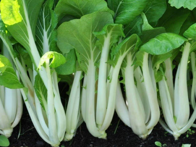 200+Pak Choi Seeds White Stem Chinese Cabbage Bok choy Four Season vegetable USA