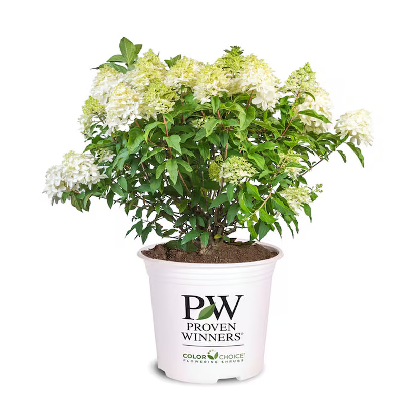 Little Lime Punch Hydrangea Flowering Shrub in 3 -Gallon Pot 1.0 -Pack with Mult