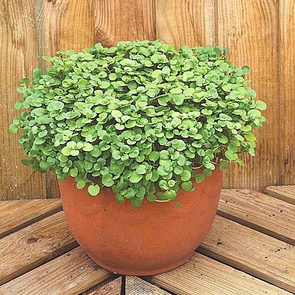 2000+WATERCRESS Seeds Organic Non Gmo Container Indoors Shade Garden Herb Easy