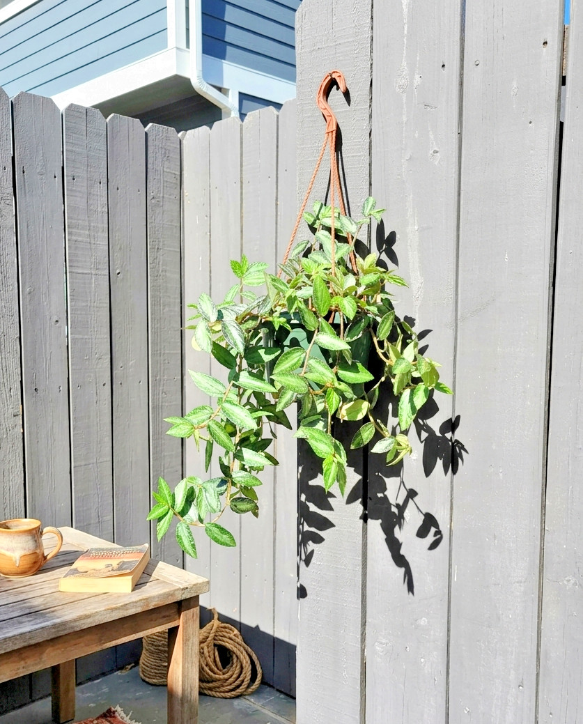 Pellionia Repens Watermelon Vine Rare Live Plant Easy Indoor Hanging Decor