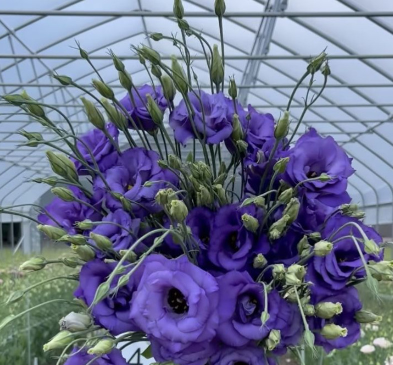 Lisianthus Doublini Blue I Live Plant Plug, 1–3″ Tall, Blue Flowering Lisianthus