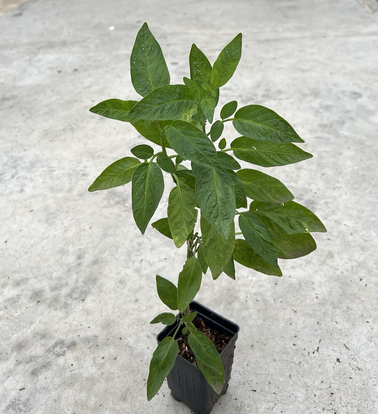 Pepino Melon Plant 15” Golden Sweet Ginseng Fruit Live Plant Free Shipping
