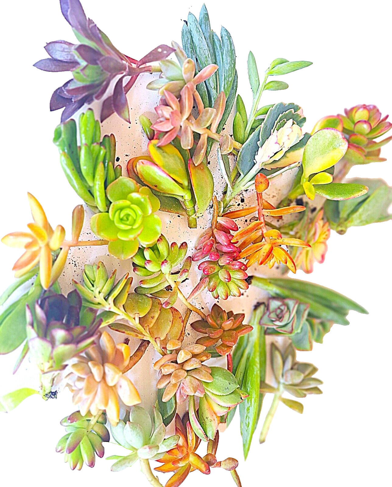 10 Healthy Fresh Colorful Succulent Cuttings, 10 Varieties