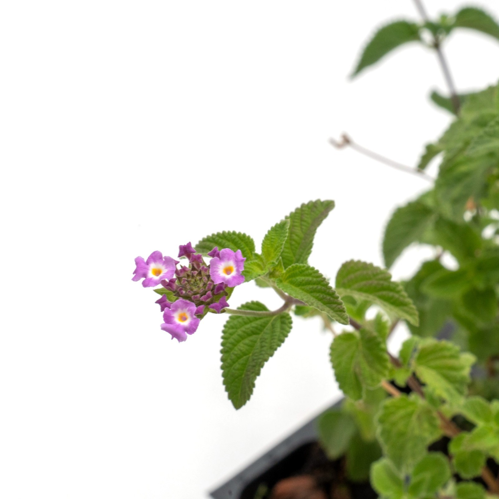 Lavender Lantana in 2.5” Nursery Cubes (Lantana montevidensis) | Trailing Plant
