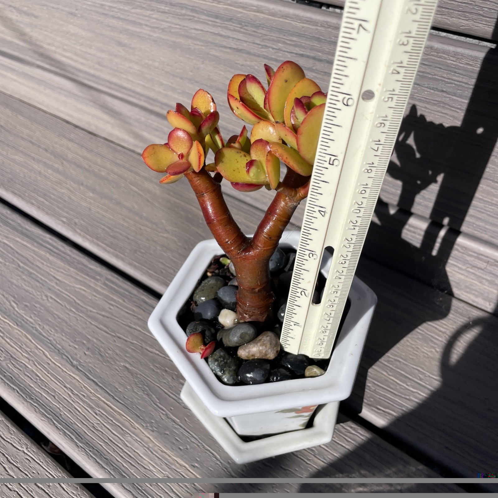 RARE RED AKAI Jade Succulent Crassula Ovata Plant Bare Rooted Bonsai Tree 6-8”