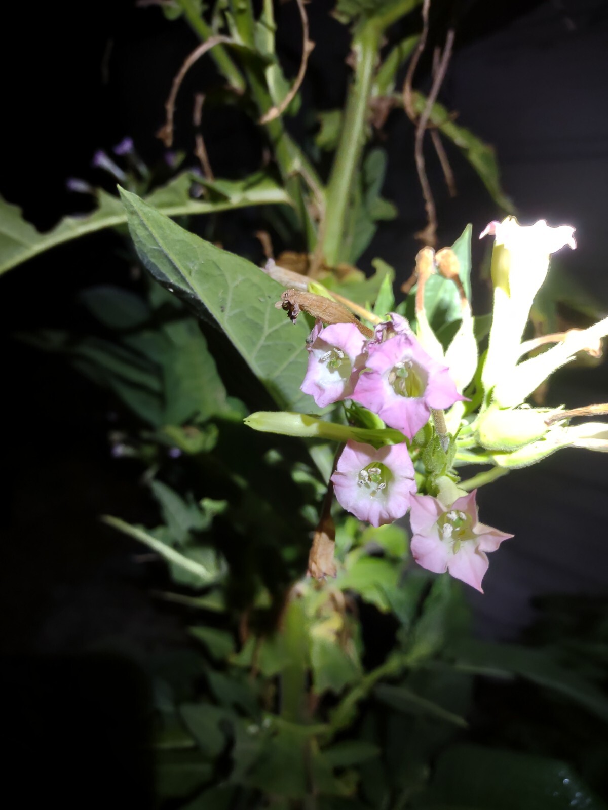 LOUISIANA PERIQUE TOBACCO Nicotiana tabacum 150 seeds! 2022 harvest. Smoking