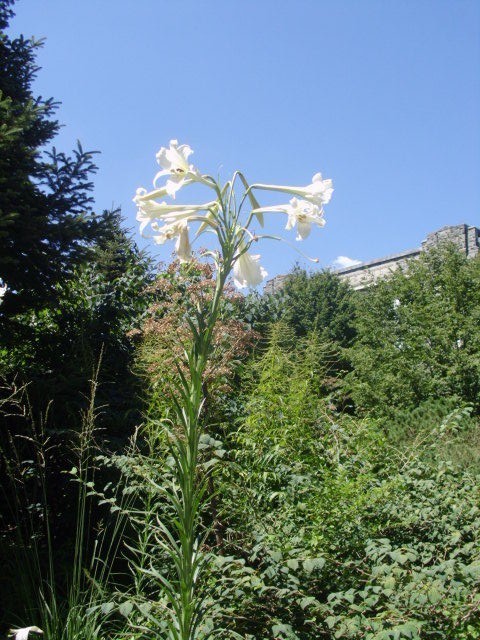 25 WHITE FORMOSA LILY SEEDS – Lilium formosanum – giant 6 – 7 foot tall