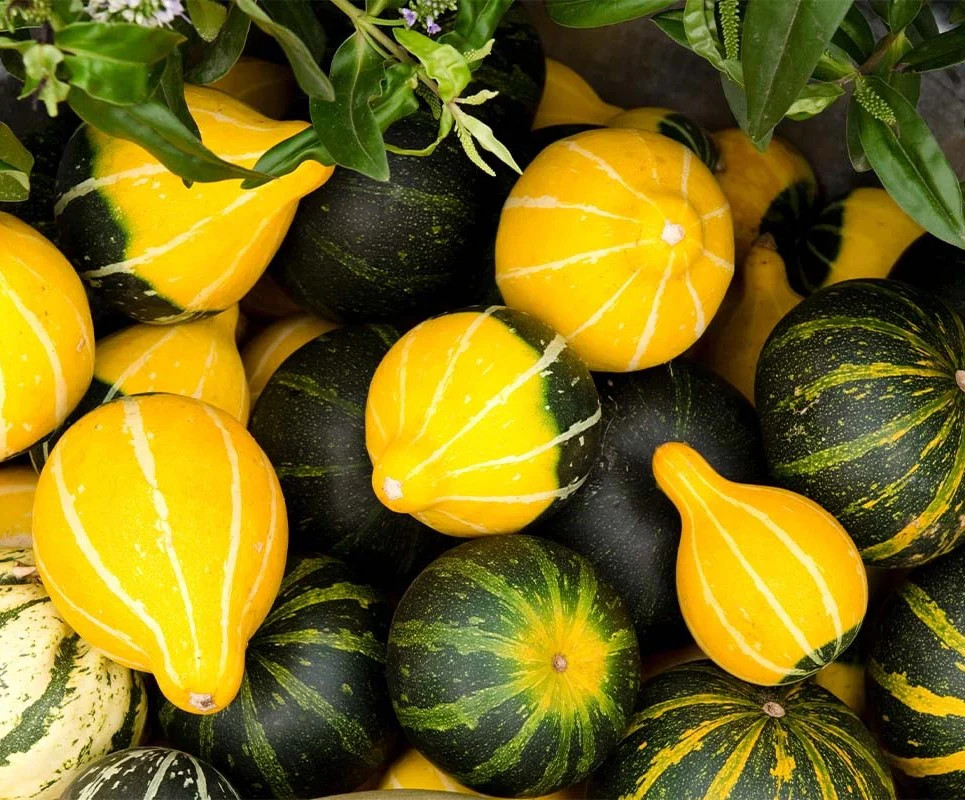 Bicolor Pear Ornamental Gourd Seeds – For 2025 Planting Yellow Green White