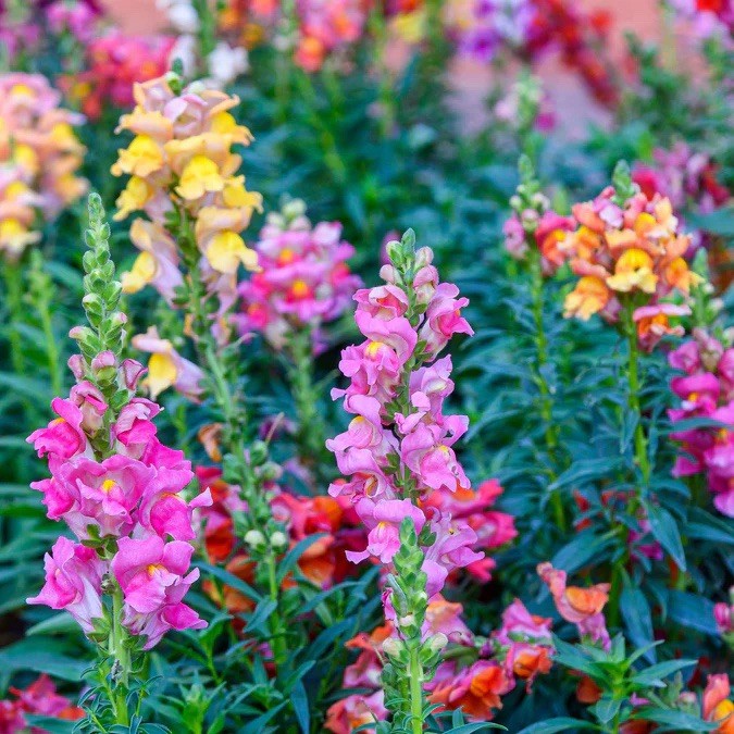 5000+ TETRA SNAPDRAGON SEEDS (Antirrhinum majus) – FLOWERS SEEDS | USA FAST SHIP