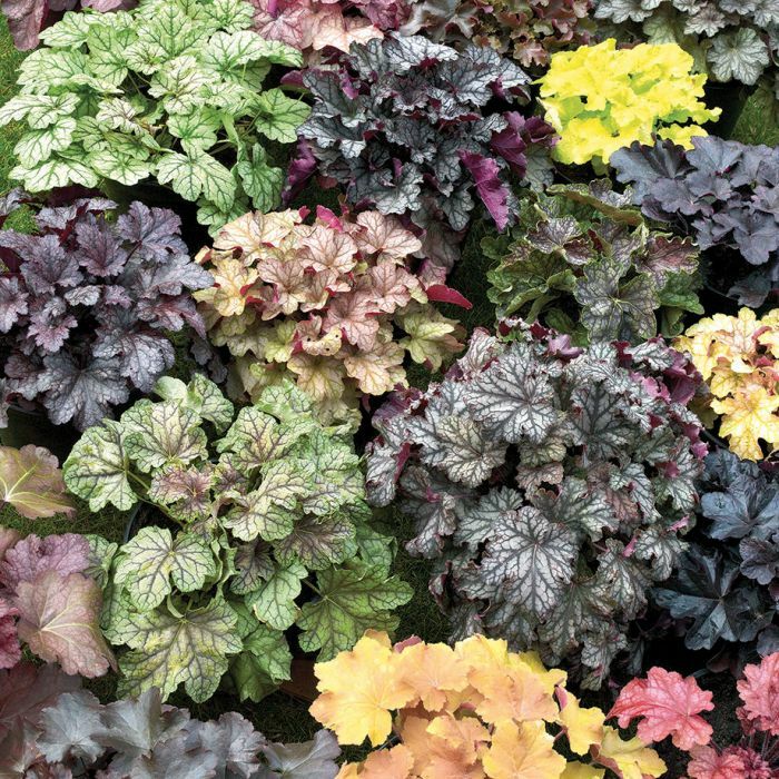 3 Mixed Heuchera, 3 pots, one plant per 3.5 inch pot