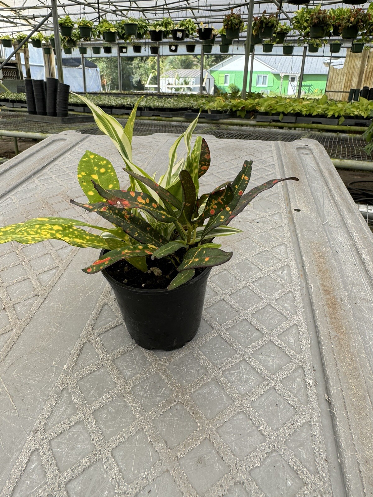 live plants outdoor