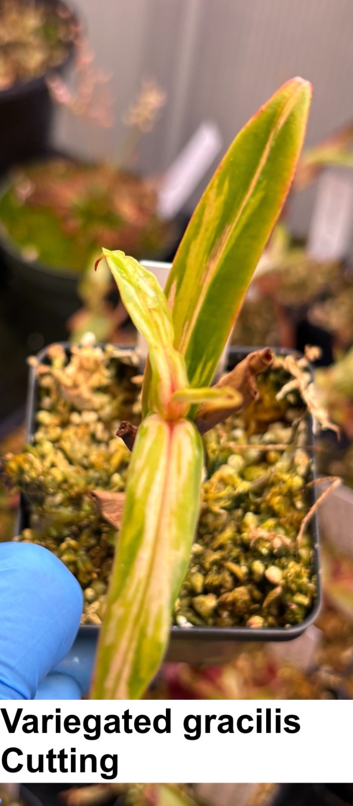 Nepenthes variegated gracilis, rooted cutting, small