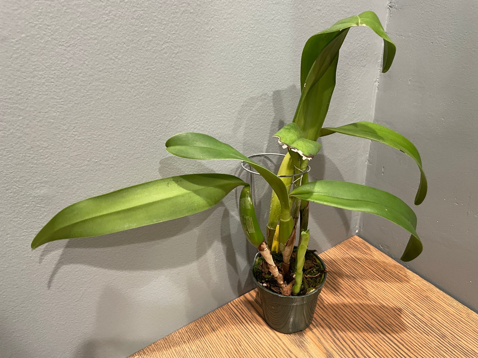 Lc. Mem. Francis Takakura `Clyde’ Original DIvision Blue Cattleya Orchid Plant