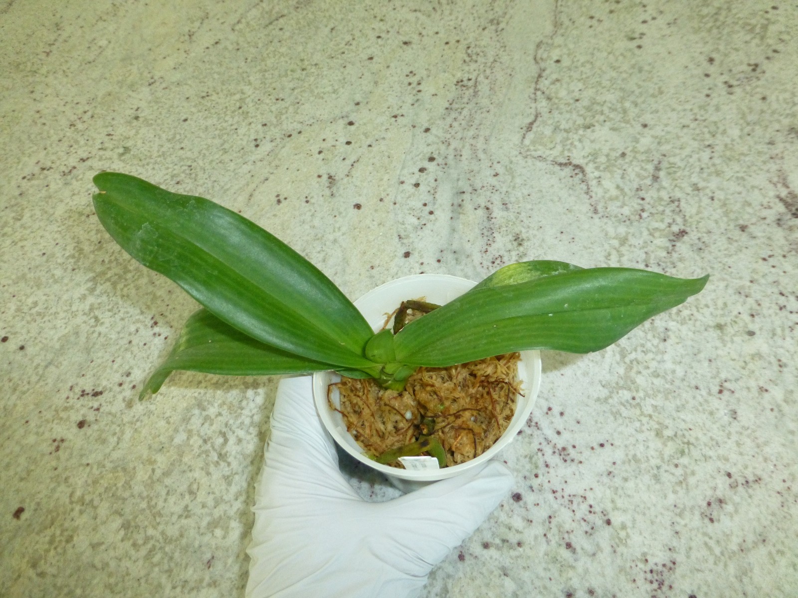 Fragrant Orchid Rhynchostylis gigantea (‘Cartoon’ x ‘Panda’) Grow In 3″ Pot