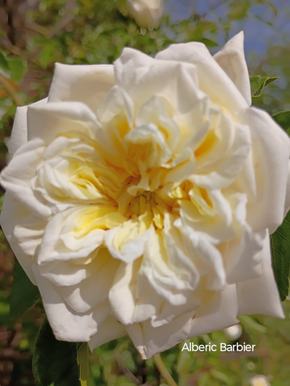 Alberic Barbier_Cream Yellow To White Rambler ERose Blossoms 6″ Pot Live Plant