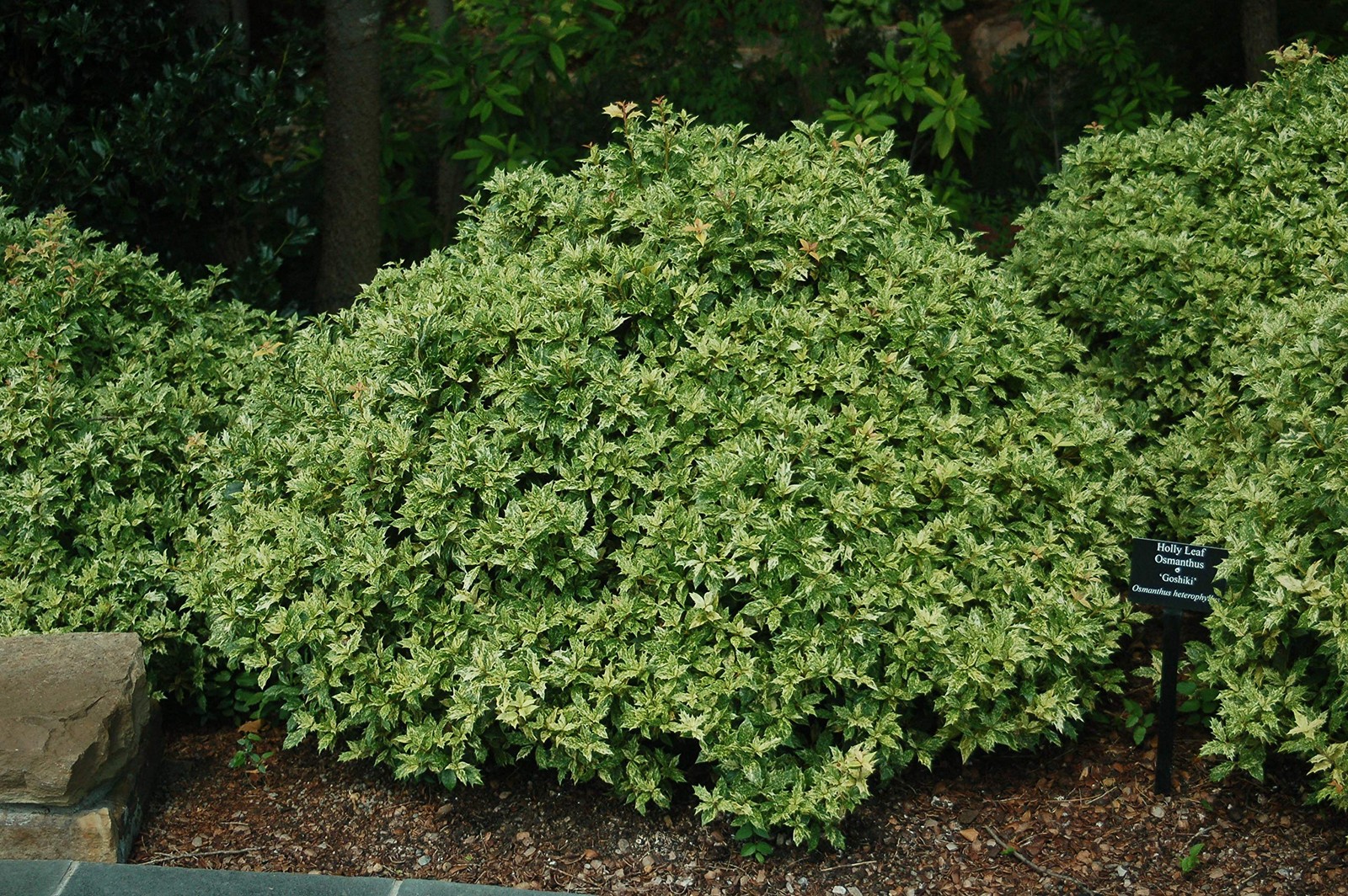 Green Promise Farms Osmanthus Heterophyllus Goshiki False Holly Evergreen 1 –