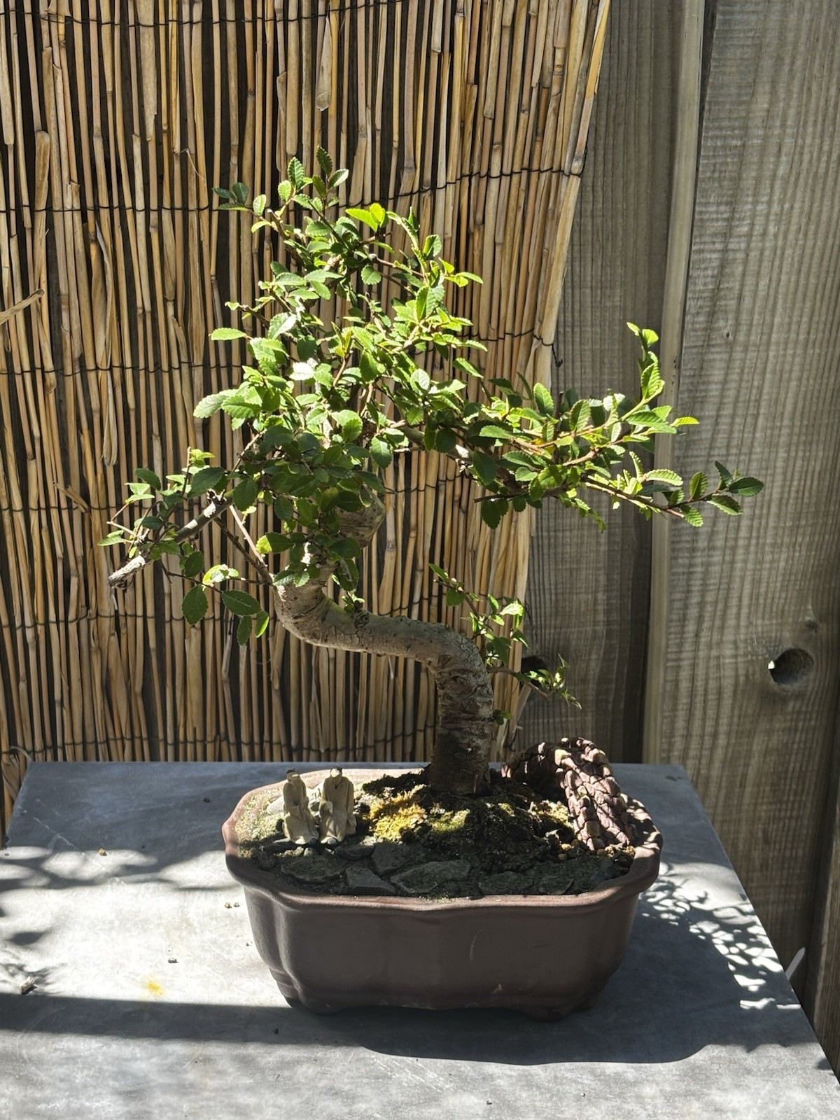 15 YEAR OLD CHINESE ELM SPECIMEN BONSAI IN A 10”CERAMIC POT