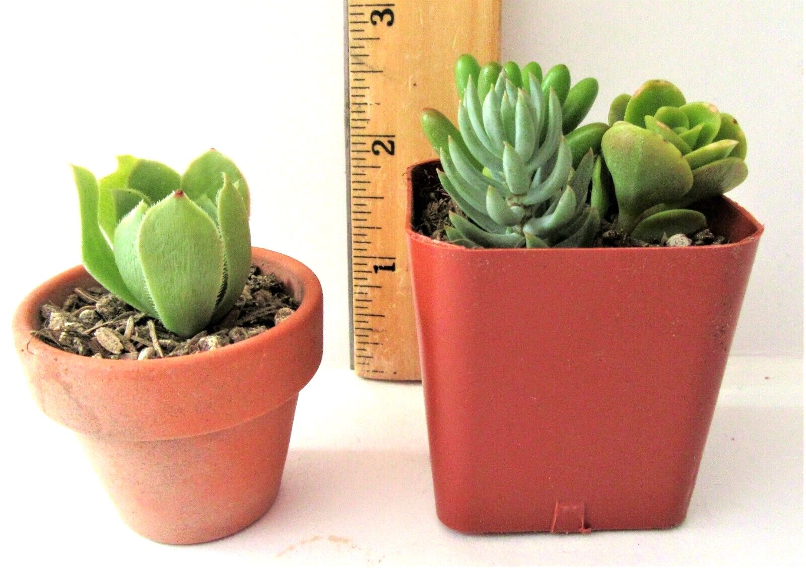 30+ ROSETTES 30 (!) Varieties Succulent 1-2 inch Cuttings Free Ship 2+ Lots