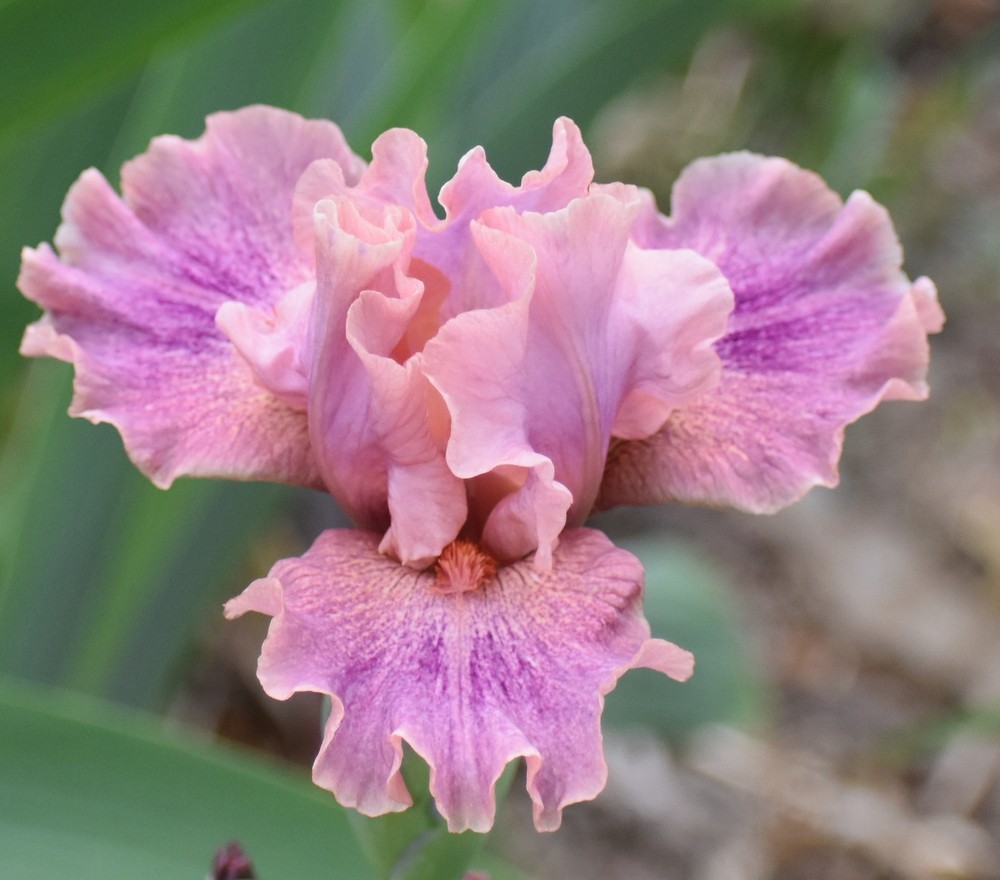 ‘Body Painting’ IB Bearded Iris Rhizome PRE-SALE to Ship Aug/Sept