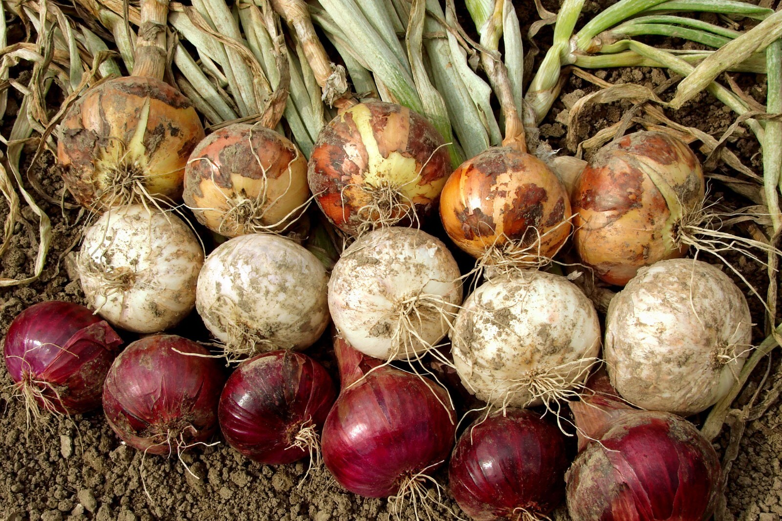 Mixed Onion Sets Red, Yellow, White Bulbs, Non-GMO 1 Lb. (80+Bulbs) Shipping Now