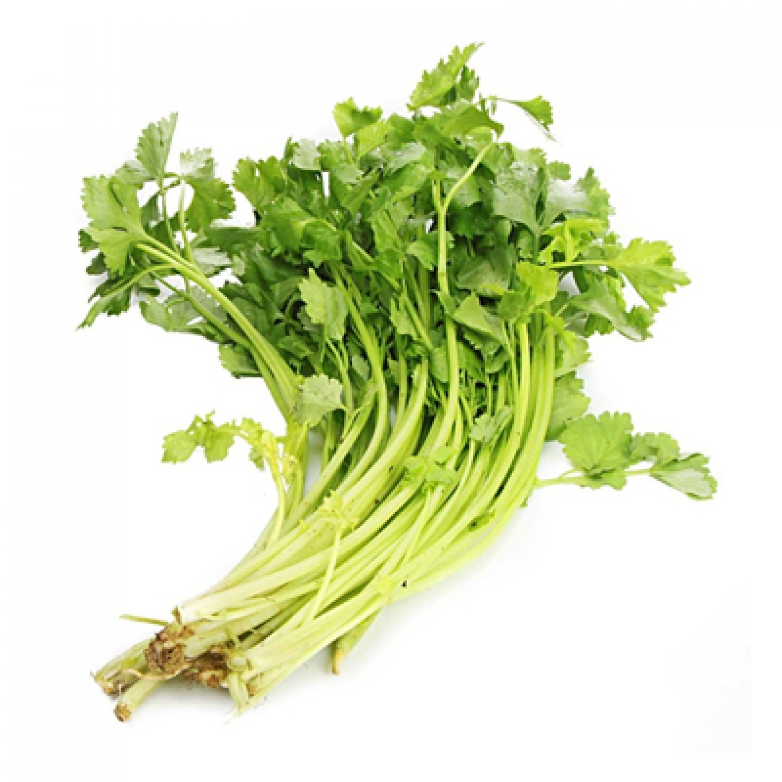 Chinese Celery Seeds 1000+ Apium Graveolens Vegetable Garden NON-GMO US FREE S&H