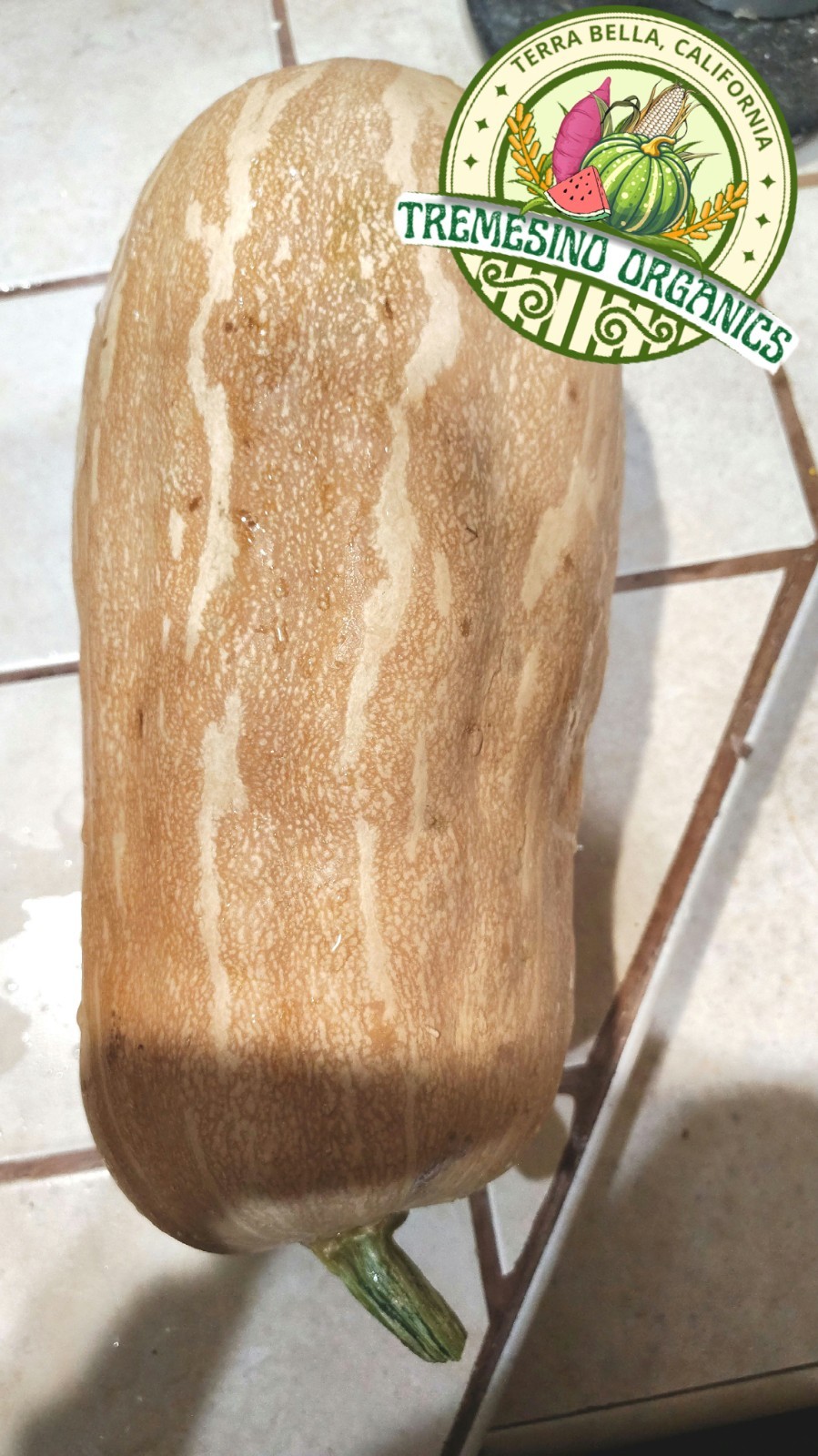 Organic Mexican Native Long Squash, 20 Seeds- Calabaza Mexicana,20 Semillas
