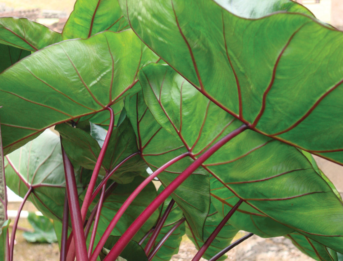 Hawaiian Punch Colocasia Plant – 4-9″ Tall – Colorful Elephant Ear – Zones 8–11