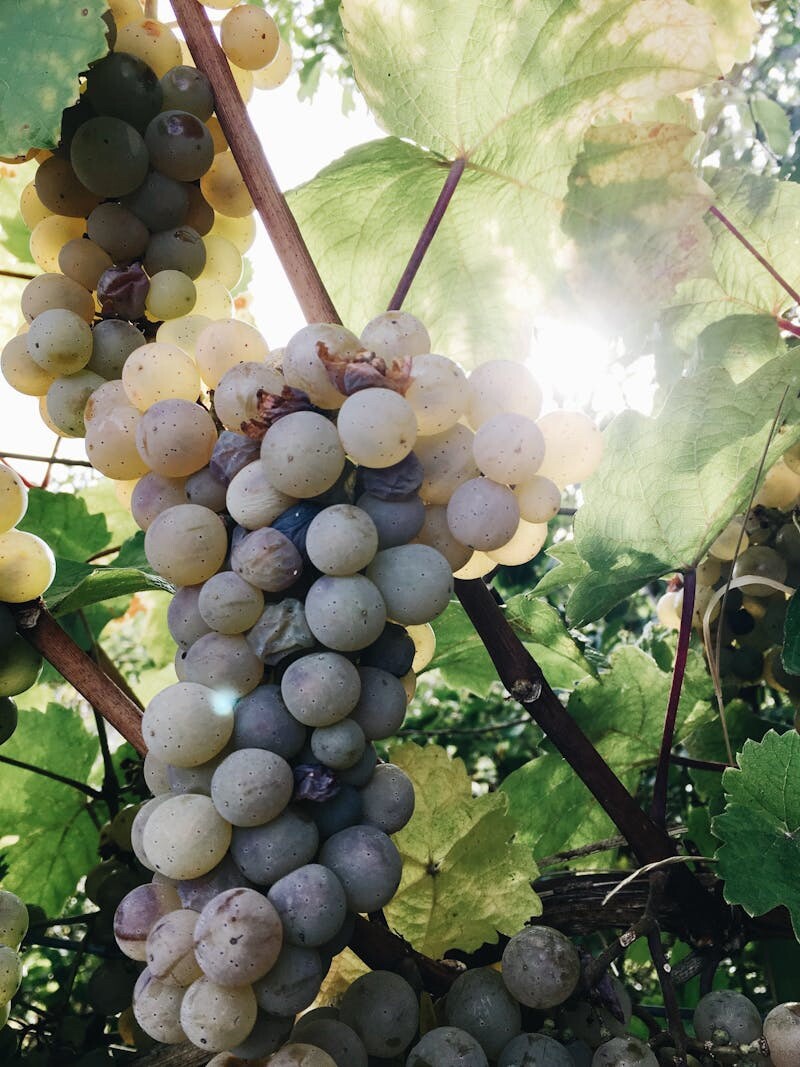 WINE GRAPE VINES FOR SALE – MUENCH-1 LITER CONTAINER-PLANTABLE YEAR ROUND