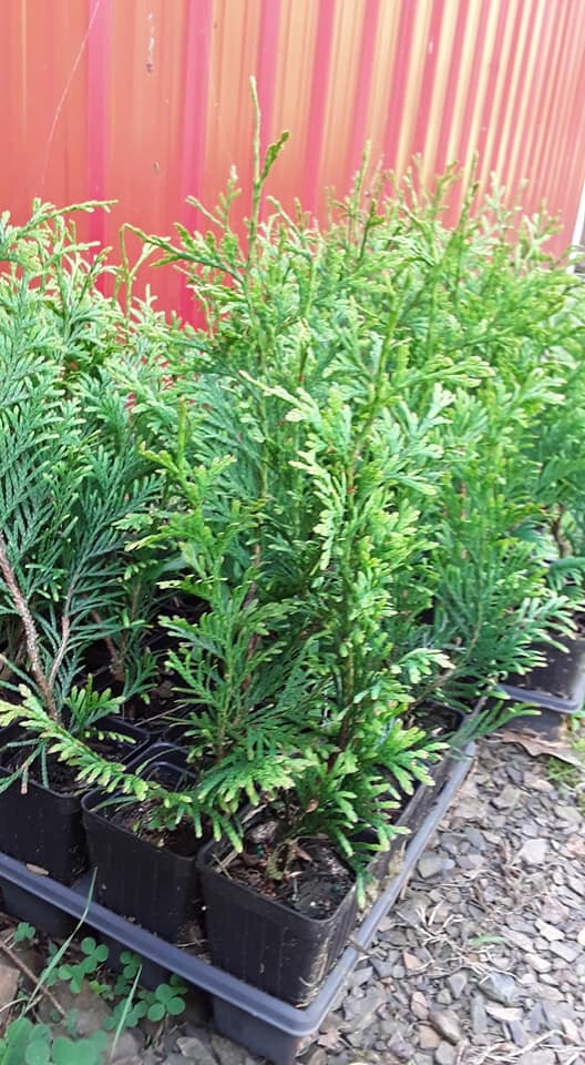 Lot of (5) Thuja Green Giant Arborvitae, 16″-24″ tall SPRING 2025 SHIPPING