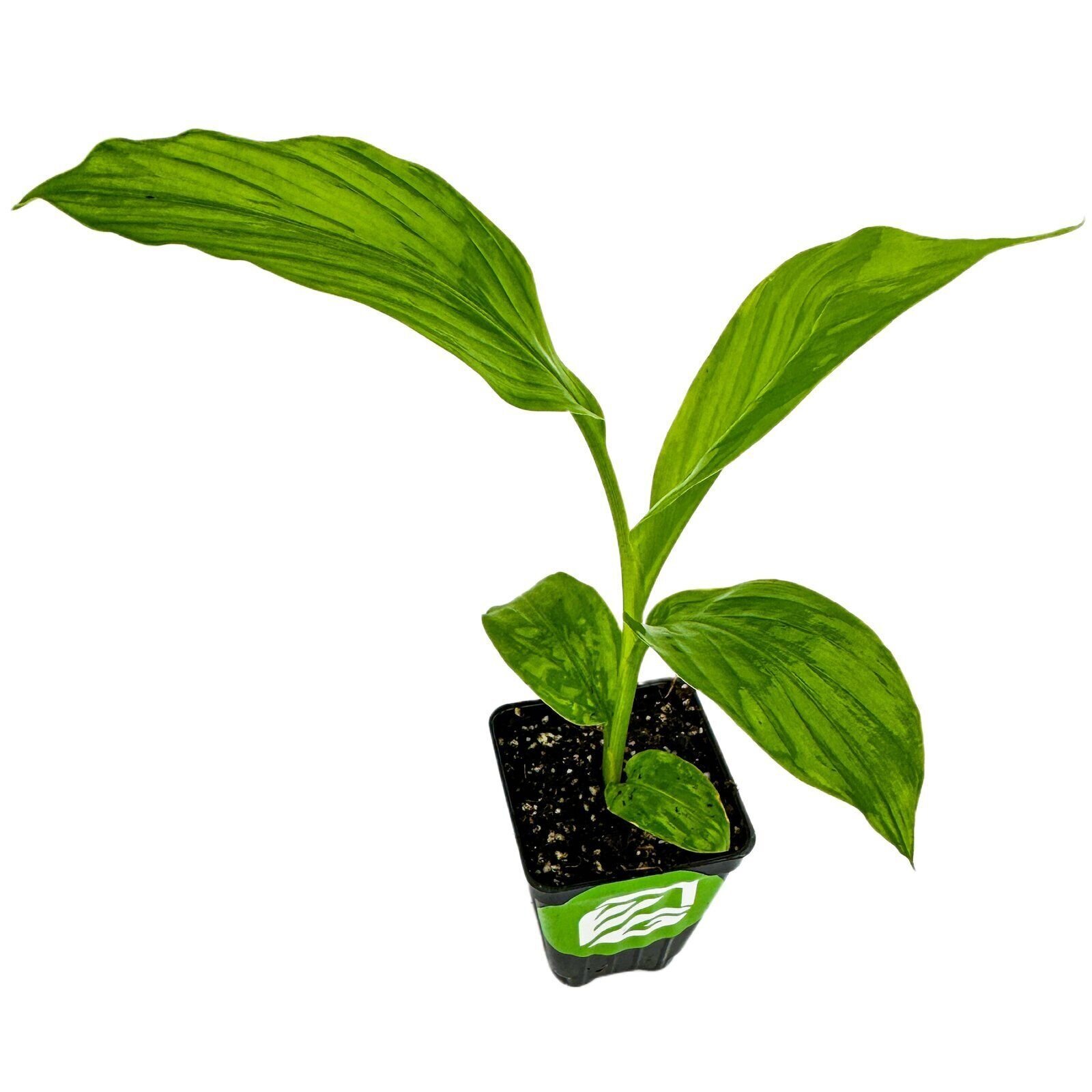Yellow Turmeric Ginger – Curcuma longa – Live Plant
