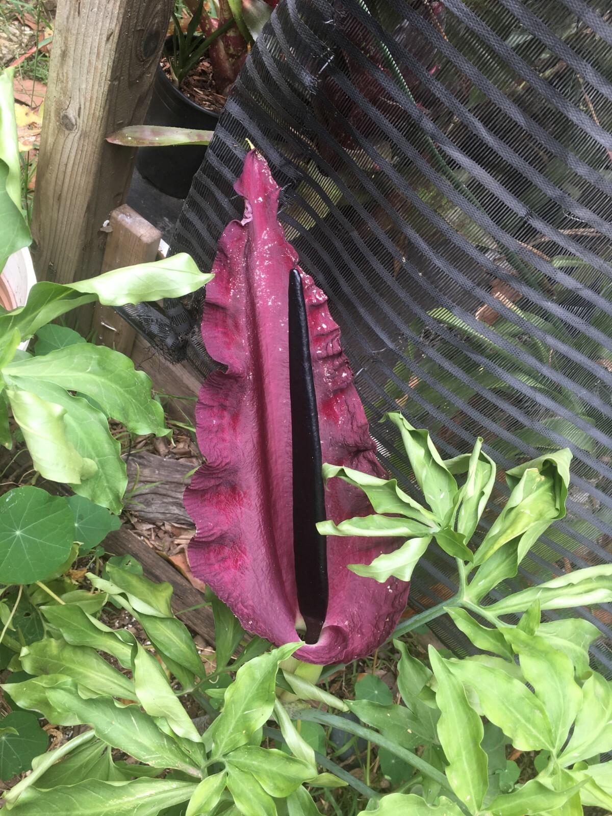 35 seeds Dragon lily arum flower voodoo amorphophallus bulb tuber cactus calla Q
