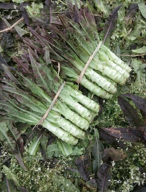 RARE✿ Back in Stock! Heirloom Red Wosun/Celtuce 50+ Seeds