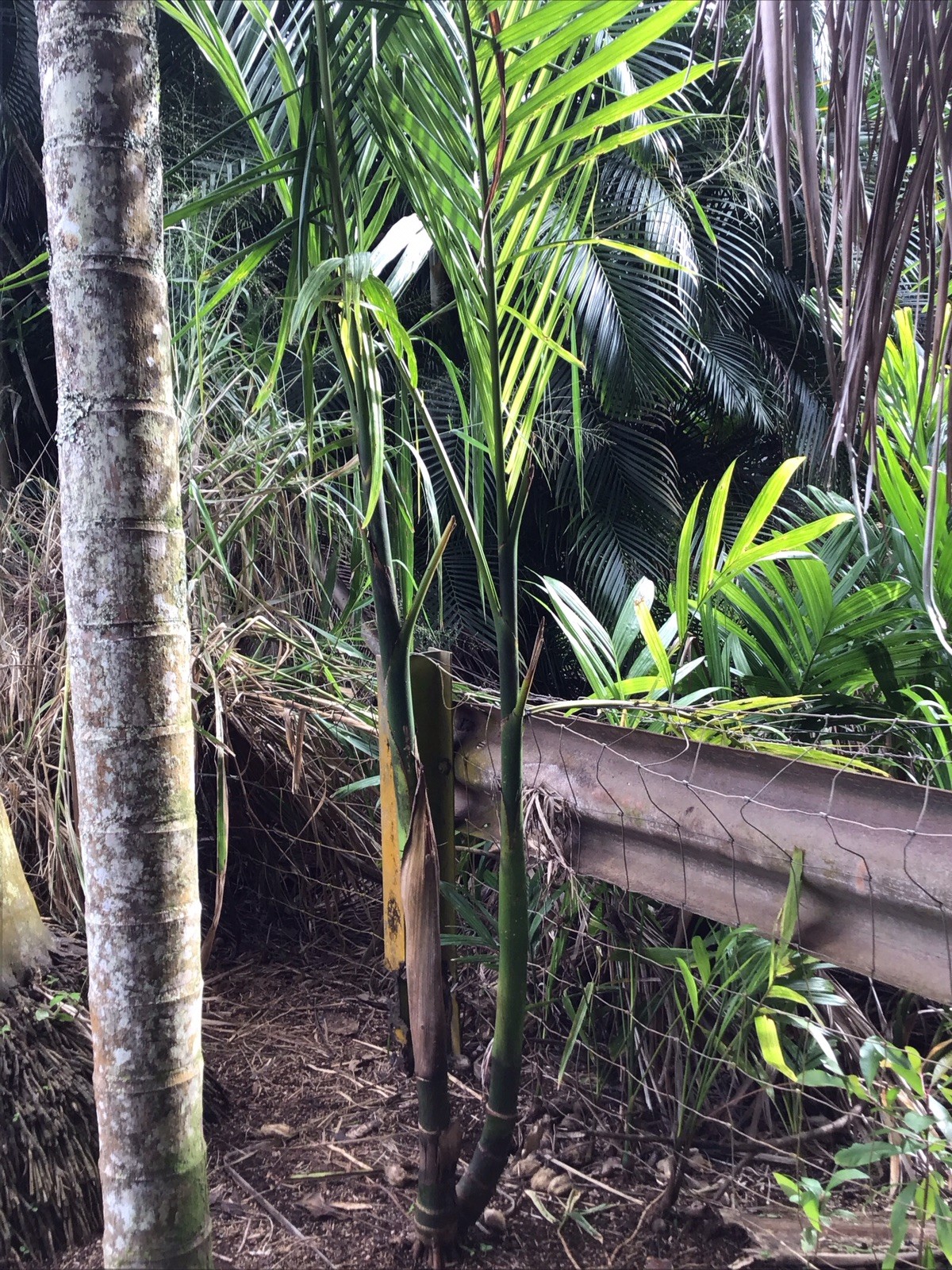 Organic Betelnut Palm Start 12-24” Live Plant Bare Root No Soil Hawaii Grown