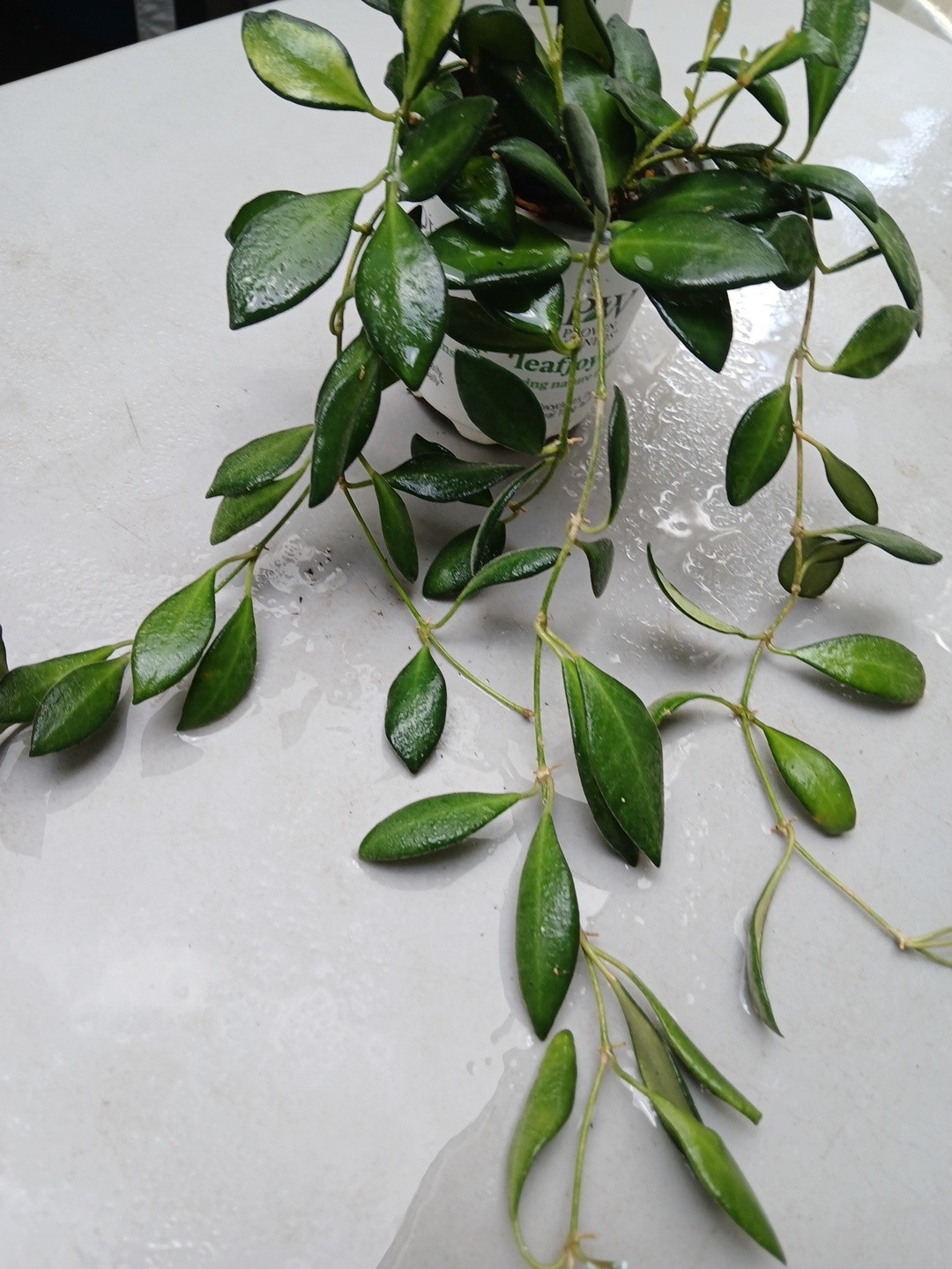 #124- HOYA BURTONIAE VARIEGATED LIVE PLANTS, FULL POT PLANTS,