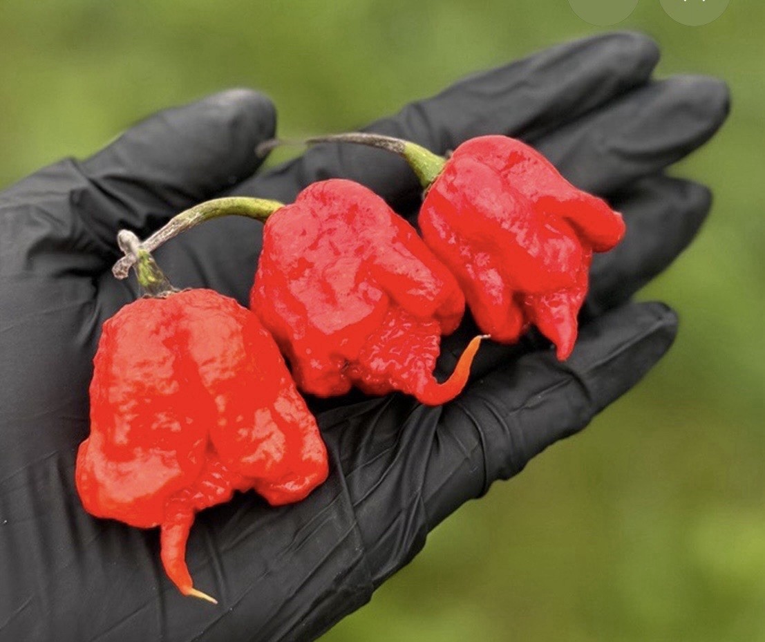 30+ Jumbo Carolina Reaper Trinidad Scorpion Seeds Extremely Hot Very Rare ￼