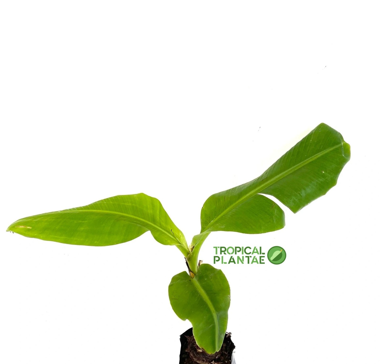 Plantain Plant – Live Tropical Plant – Fast Growing – USDA Certified