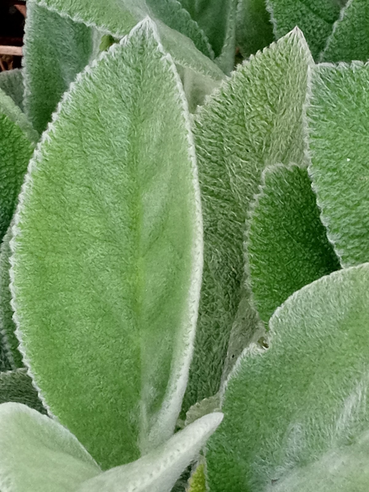 5 Lamb’s Ear Stachys Byzantina Soft Fuzzy Leaves – Perennial – Ready to Grow