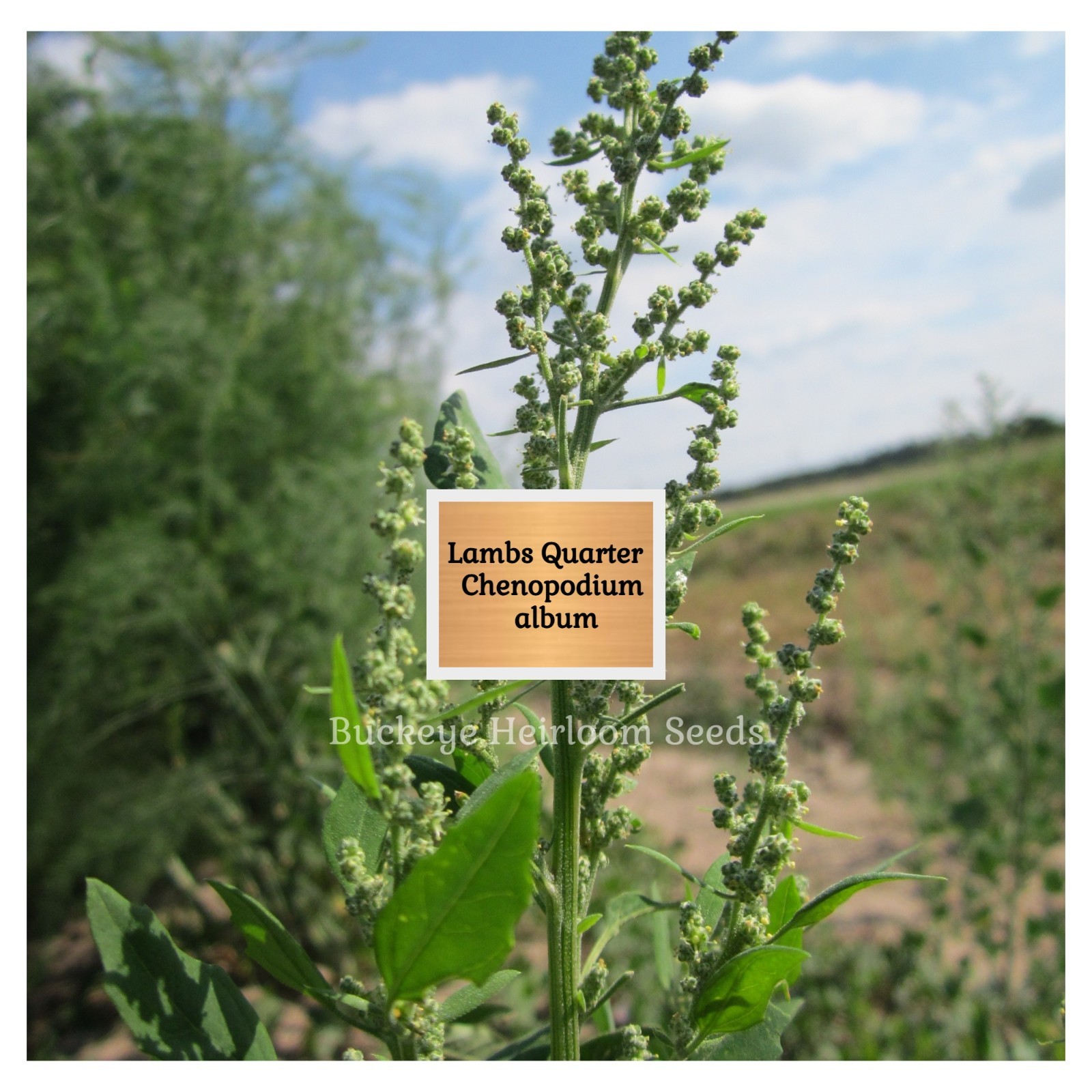 Lambs Quarters | 100 Seeds | Super Food | Chenopodium album | Lambsquarters