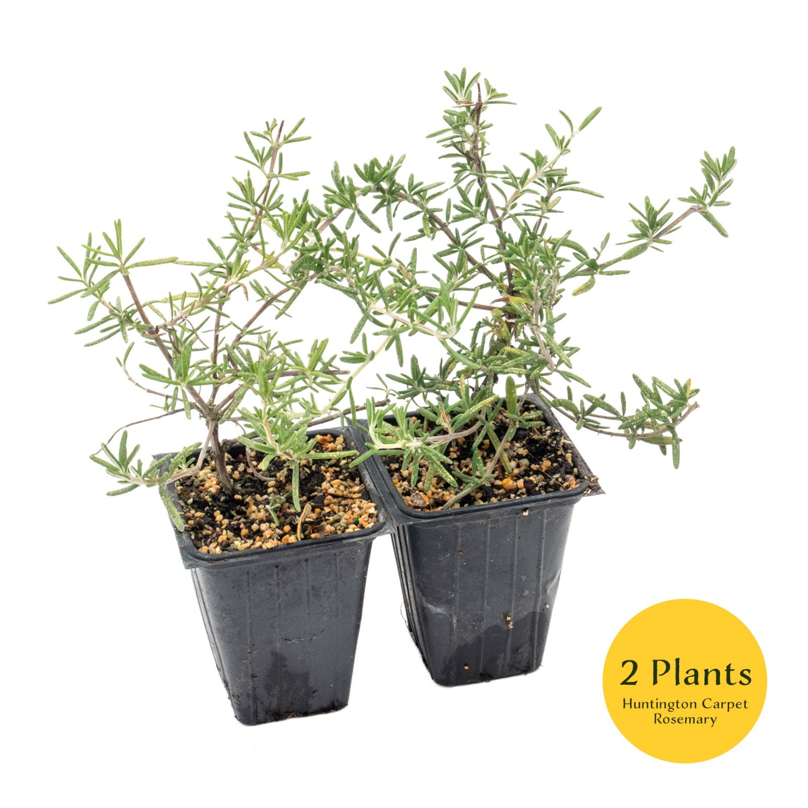 Huntington Carpet Rosemary in 3.5″ Nursery Cubes, Rosmarinus officinalis Plant